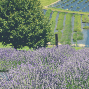 Fields of lavender in Michigan